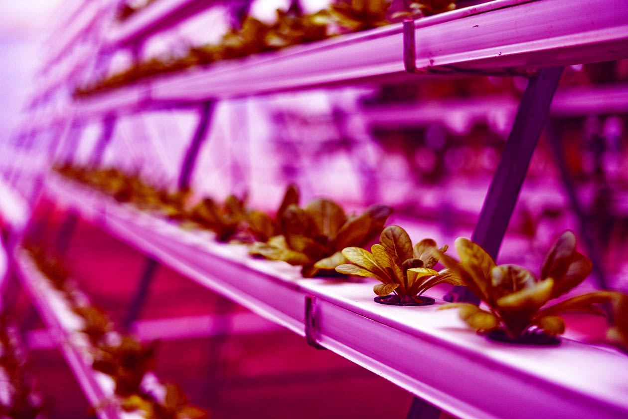 Growth lighting in greenhouse